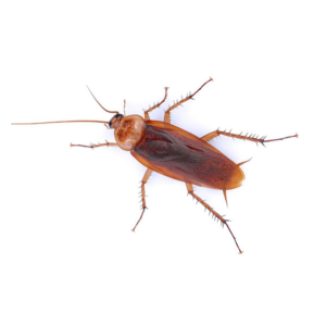 american cockroach in Tamaqua PA | SEITZ BROS. Pest Control
