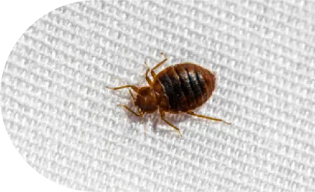 Bed Bug closeup - Protect your rooms from bed bugs with Seitz Brothers in Tamaqua PA