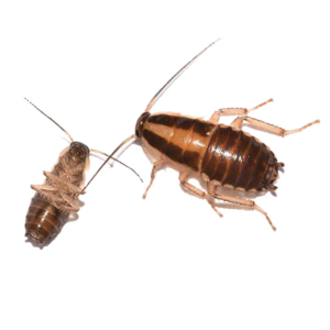 german cockroach in  in Tamaqua PA | SEITZ BROS. Pest Control