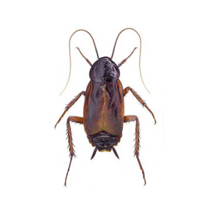 oriental cockroach in Tamaqua PA | SEITZ BROS. Pest Control