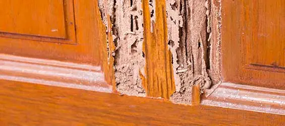 Termite damaged cabinets - keep termites out with Seitz Brothers Pest Control in Tamaqua PA