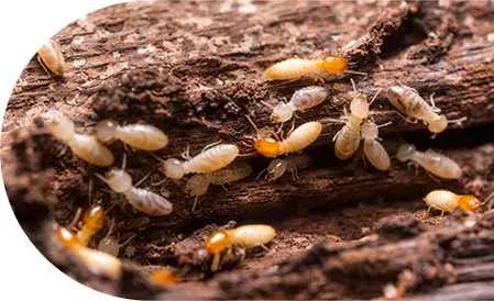 Termites eating through damaged wood - stop termites from destroying your home with Setiz Brothers in Tamaqua PA