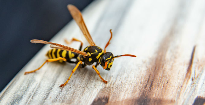 ground wasp exterminator near me