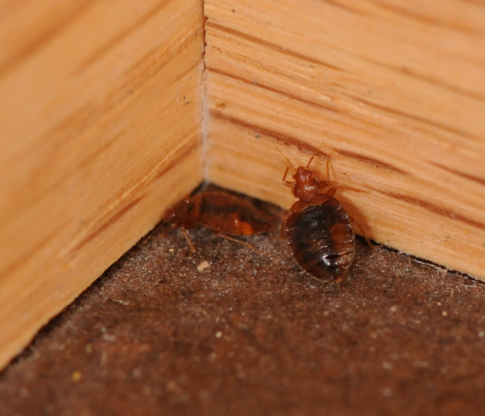 Key Warning Signs And Symptoms Of Bed Bugs