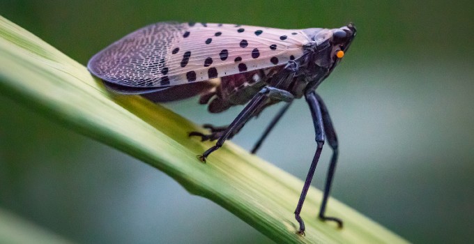 what attracts spotted lanternflies
