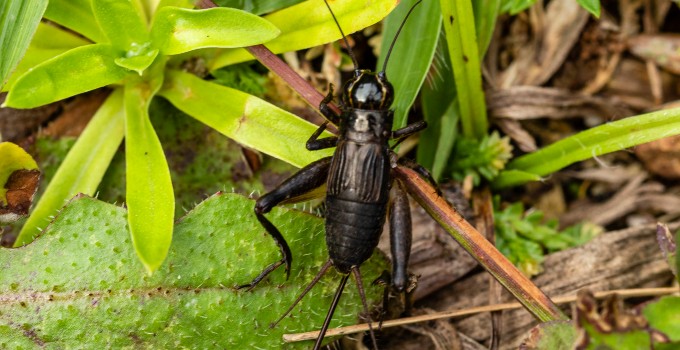 House Cricket Information - How to Get Rid of Crickets