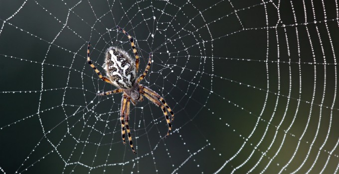 Barn Spider Control Services - Barn Spider Exterminators