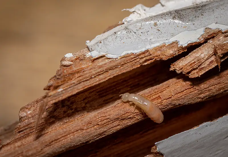Dry wood termite eating timber inside a house