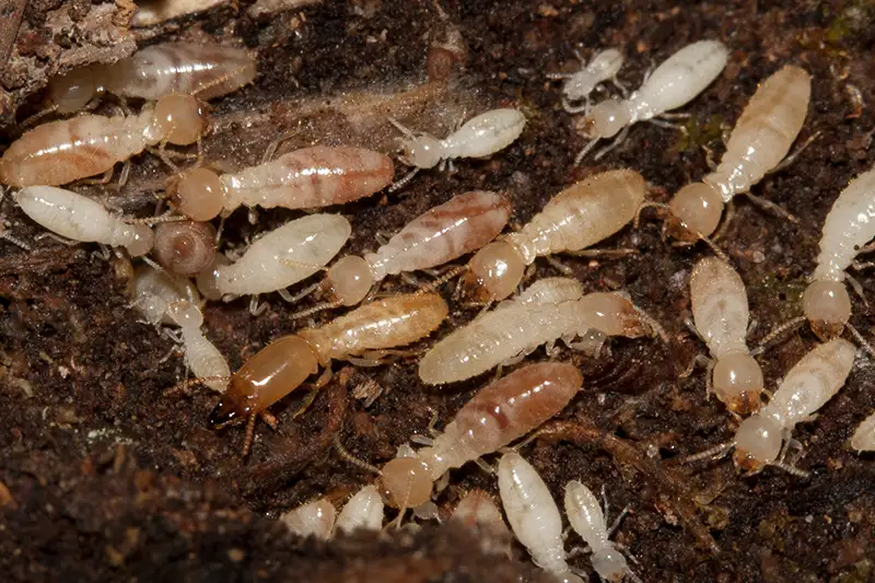 closeup of termite colony