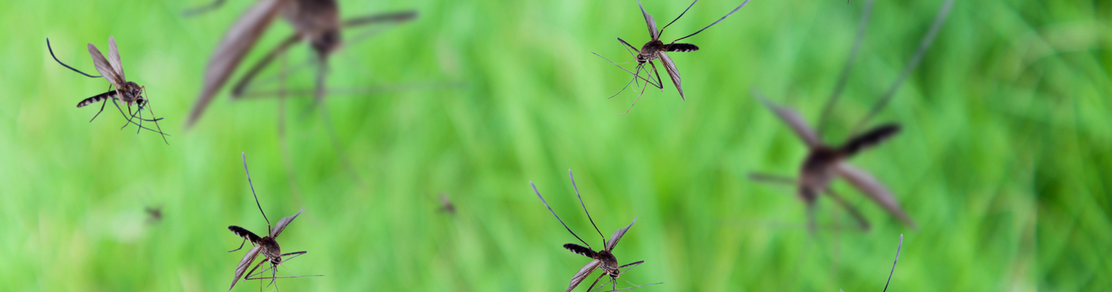What You Need To Know About Mosquitoes This Spring Seitz