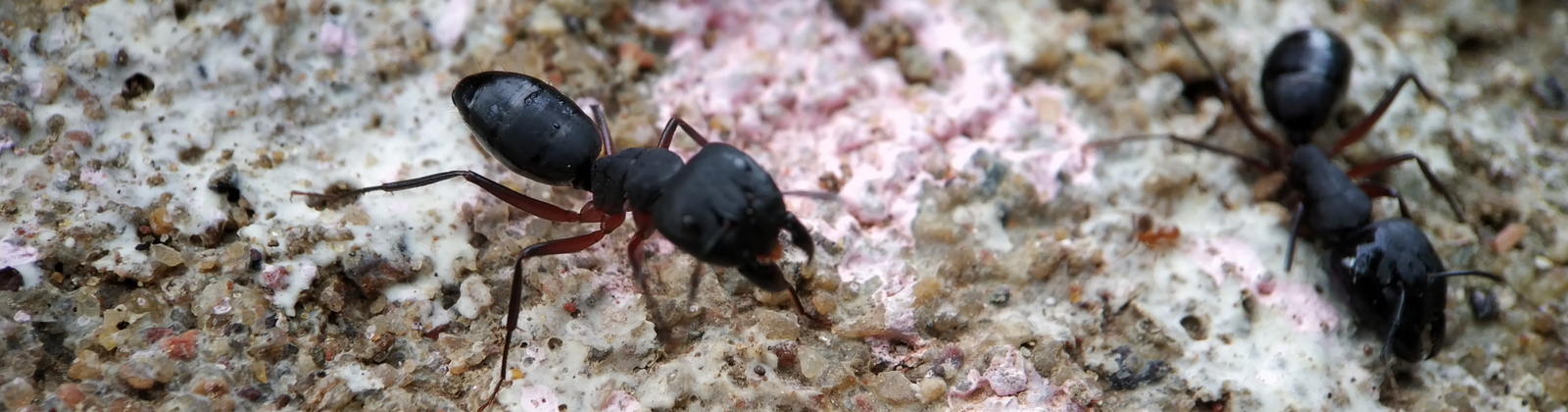 carpenter ants