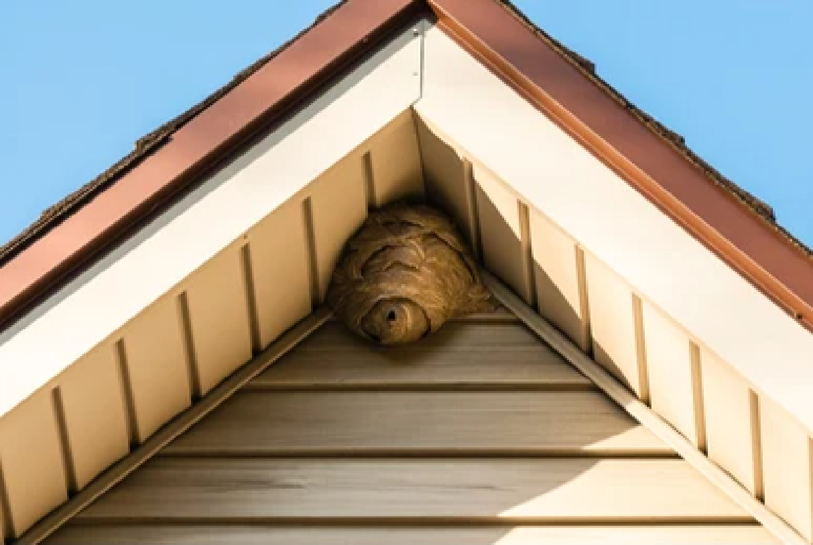 bee nest on house