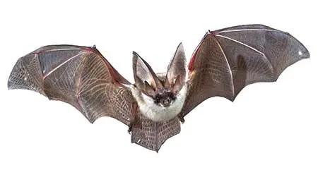bats like this can be a problem in pennsylvania homes - call the expert bat handlers at seitz brothers for removal