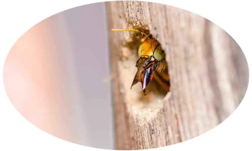 Carpenter bee burrowed in wood - Stop carpenter bees from invading your buildings with Seitz Brothers in Tamaqua PA