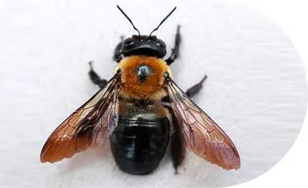 Closeup of a carpenter bee with white background - bee removal with Seitz Brothers in Tamaqua PA
