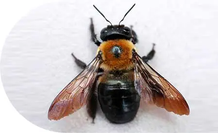 Closeup of a carpenter bee with white background - bee removal with Seitz Brothers in Tamaqua PA