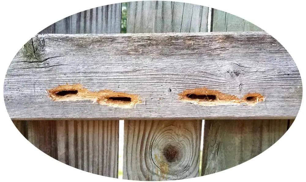 Wood damaged by carpenter bees - protect your home from carpenter bees with Seitz Brothers in Tamaqua PA