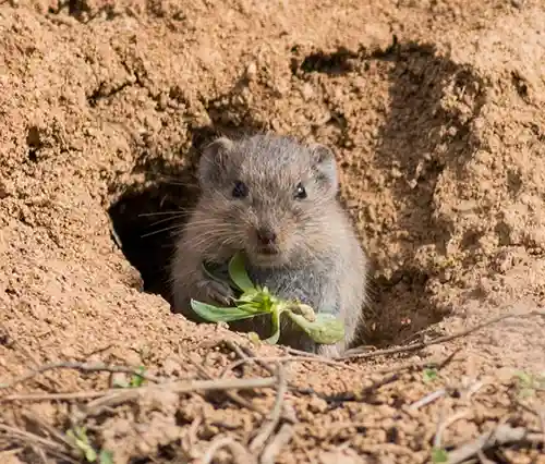 A Vole bringing food into it's nest - keep you yard clear of Voles with Seitz Bros in Tamaqua PA