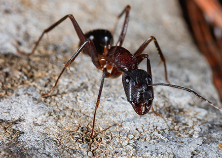 Close Up of line of Carpenter Ant, one of the most common ants in NJ and PA