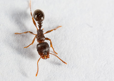 Close Up of line of Pavement Ant, one of the most common ants in NJ and PA