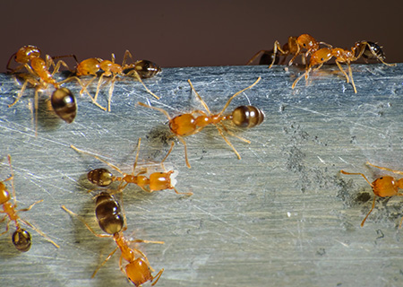 Close Up of line of Pharaoh Ants, one of the most common ants in NJ and PA