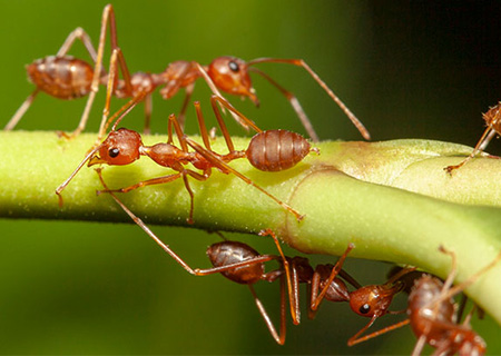 Ants on branch in Pennsylvania | SEITZ BROS.