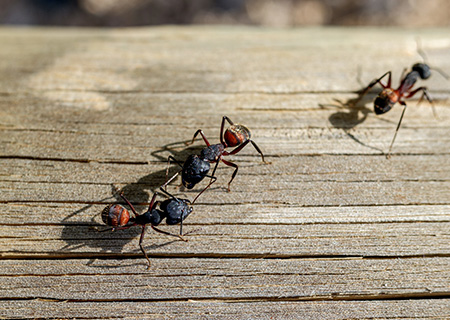 Carpenter Ants with Seitz Brothers in Tamaqua PA