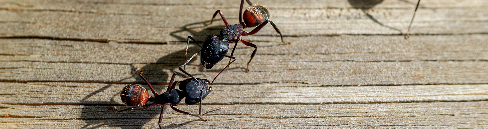 Carpenter Ants with Seitz Brothers in Tamaqua PA