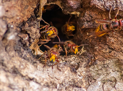 wasp nest with Seitz Brothers in Tamaqua PA