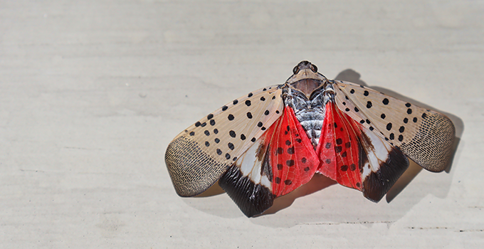 spotted lanternfly on wall | Seitz Brothers Pest Control serving Tamaqua PA