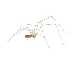 Cellar spider isolated on white background