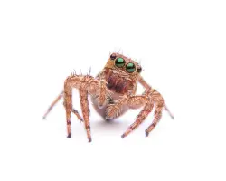 Jumping spider isolated on white background