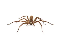 Wolf spider isolated on white background