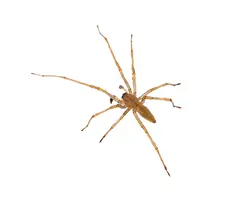Yellow Sac spider isolated on white background
