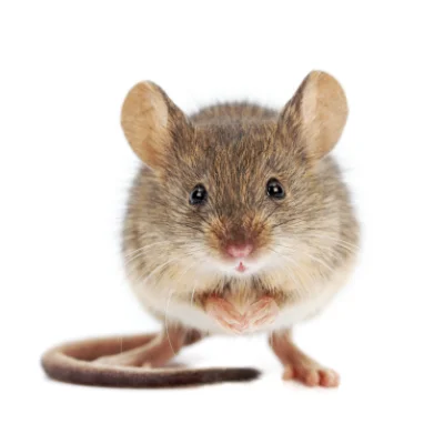 Closeup of a tiny mouse against a white background.