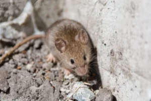 Extreme close-up of a brown house mouse with prominent ears foraging near a rough concrete wall.