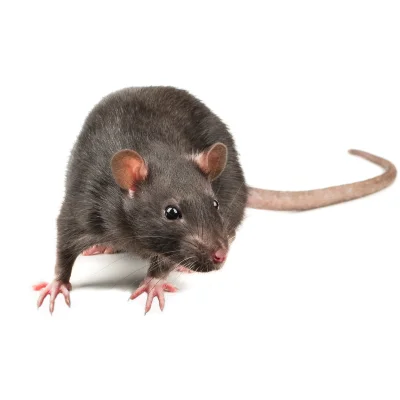 Closeup of a grey rat against a white background.